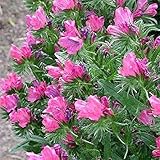 Viper's Bugloss Seeds (Echium Plantagineum) - Rose BEDDER,Biennial ,Zone 3 - 8(100 Seeds)