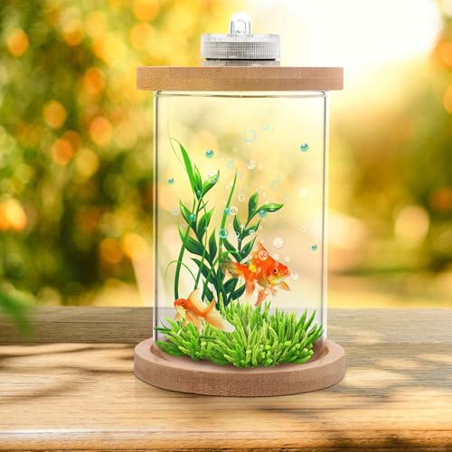 Aquarium poisson Betta compact en verre : la solution déco petit espace