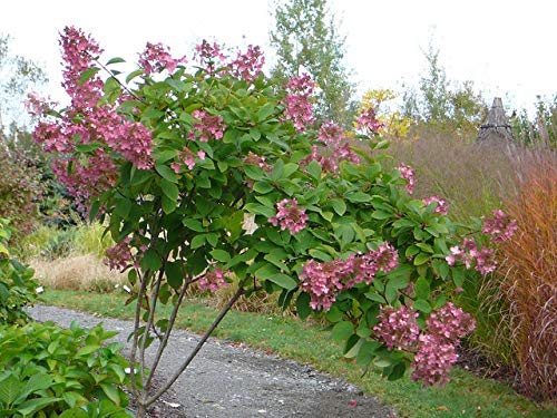 Pink Diamond Hydrangea DAS Farms