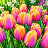 10 Pink Passion Tulip Bulbs | Pink & Golden Yellow Tulips