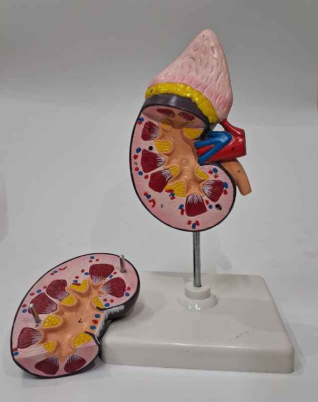 ISKO Kidney Model for Medical and Science Students (1 Pc)