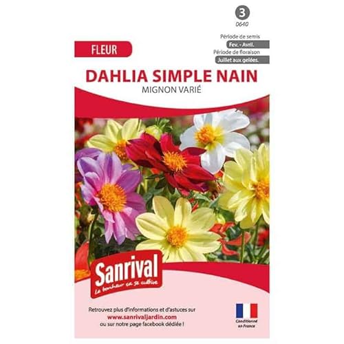 Graines de dahlia simple nain