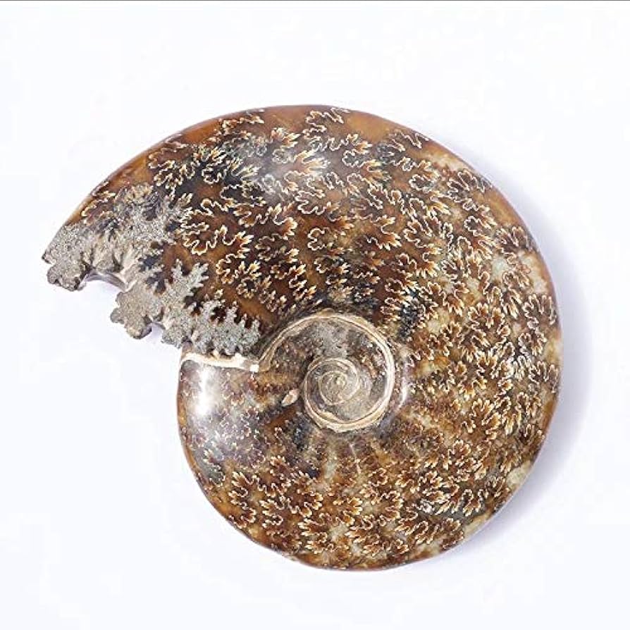 Amazon.co.jp: MOKA 1個 10cm-12cm 天然クリスタルクォーツ化石