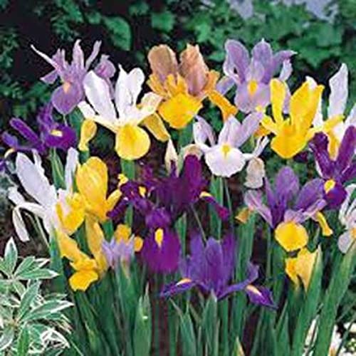 Spring Flower Bulbs Gladiolus Pack Of 5 Bulbs Fresh And Healthy Bulbs (Mix) 100% Germination By PLANTOGALLERY