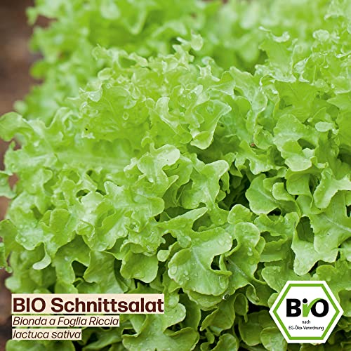 Samenliebe BIO Schnittsalat Samen Bionda a Foglia Riccia Wintersalat Salat grün 500 Samen samenfestes Gemüse Saatgut für Gewächshaus Freiland und Balkon BIO Gemüsesamen - Image 3