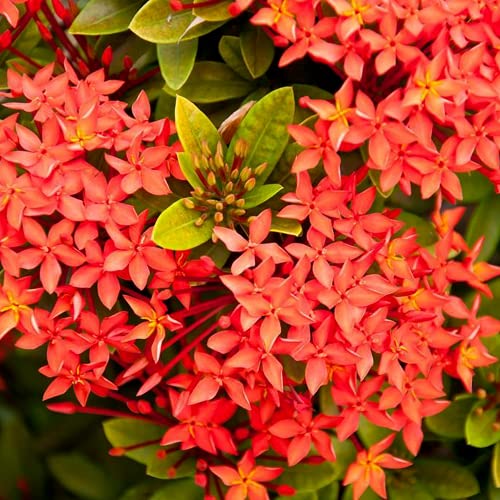 30pcs graines de jasmin rouge belle décoration jardin extérieur culture facile plantée à la bordure du jardin illuminez votre jardin