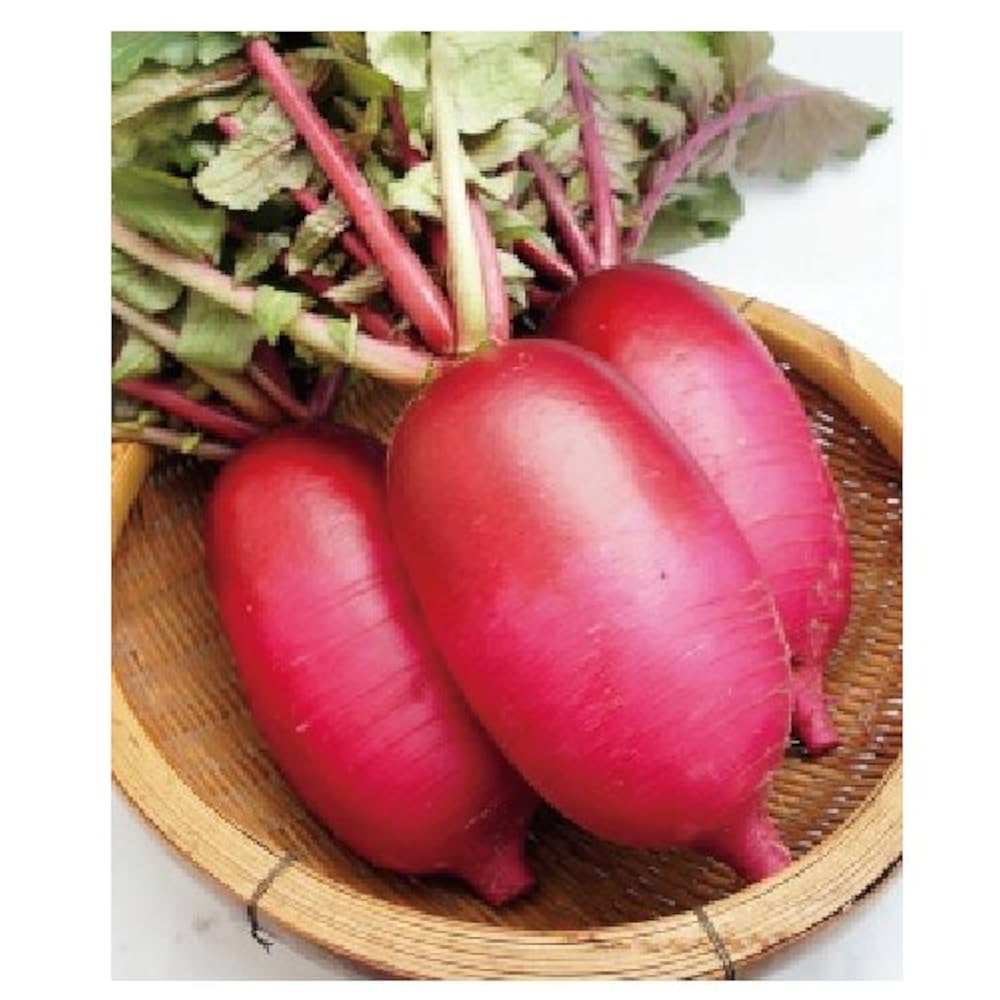 スンヨン だいこん Amazon | 松永種苗株式会社 松永種苗 松永交配 紅くるり大根