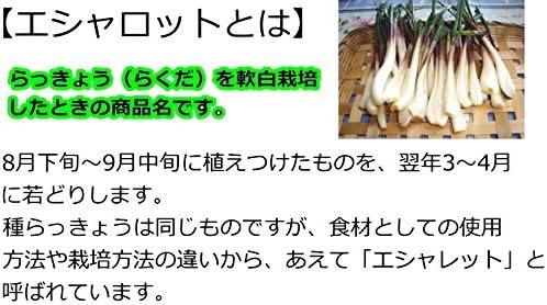 Amazon ラッキョウ らくだ らっきょう 球根 種子 300g エシャロット 球根