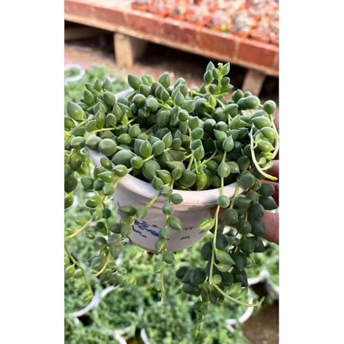 Semillas de guisantes (Senecio rowleyanus) - Plantas carnívoras, semillas de bonsái, jardín decorativo. Plantas de balcón, plantas resistentes en macetas Plantas de interior, 50pcs