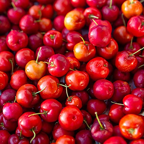 100 semillas de acerola, semillas de árboles, plantas de balcón, resistentes, plantas reales para interiores, protección contra el frío para plantas, semillas de frutas, plantas de balcón