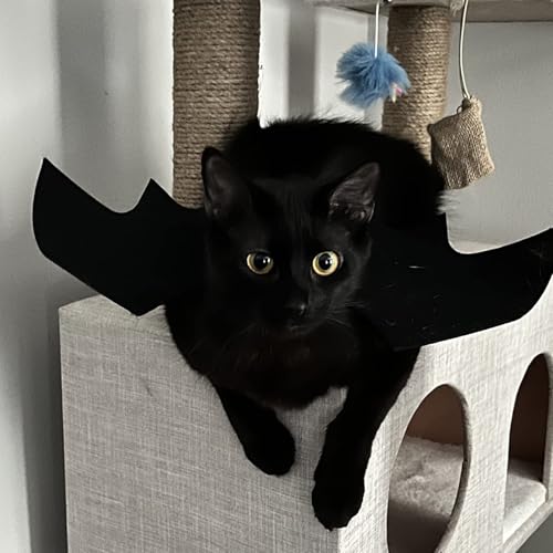 Disfraz Alas de Murciélago para Gatos y Perros Halloween miniatura 7