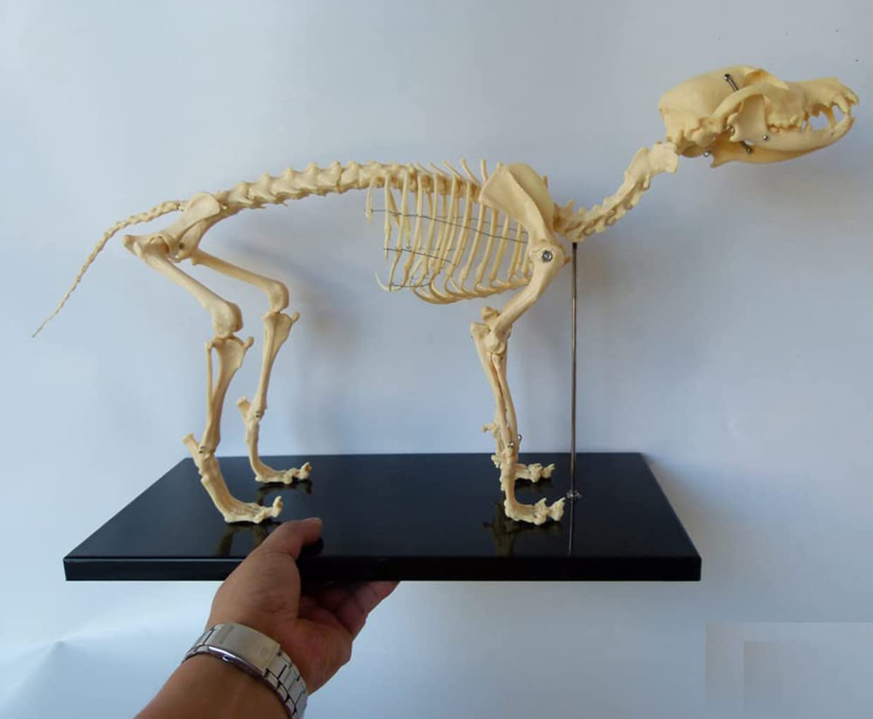 1: 1 Hunde-Skelett Anatomisch Modell Animal Specimen 64Cmx10cmx30cm Tier Anatomie Hundeskelett Menschliche Biologie Unterrichten Veterinär Demonstration Werkzeug