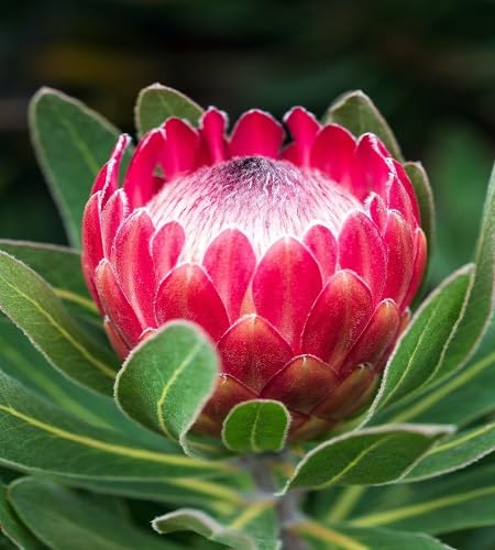 5pcs Fresh Protea Flower Seeds