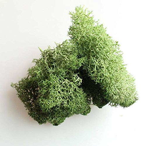 EliteKoopers Natural Reindeer Moss For Preserved Dried Craft Flower Home Decor Item