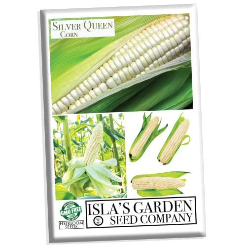 Silver Queen Corn Seeds for Planting, 50+ Heirloom Seeds Per Packet, (Isla's Garden Seeds), Non GMO Seeds, Botanical Name: Zea mays