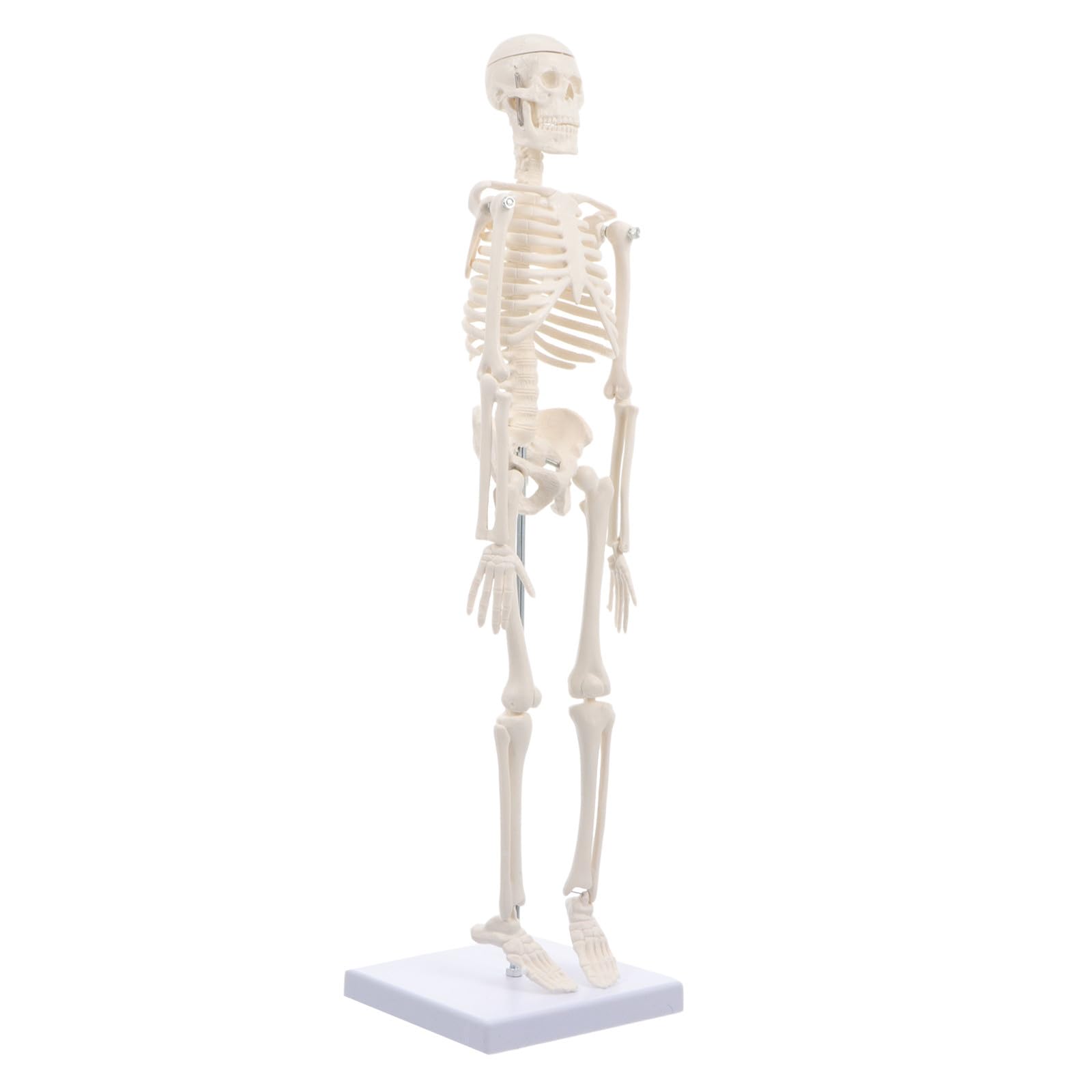Modelo Óseo de Cuerpo Completo Humano Miniatura Halloween