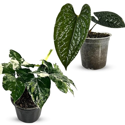 LEAL PLANTS ECUADOR Anthurium Luxurian & Syngonium Podophyllum Albo Variegated (Pack of 2) Live Plants – Premium Tropical Plants for Indoor & Outdoor | Air-Purification Plants
