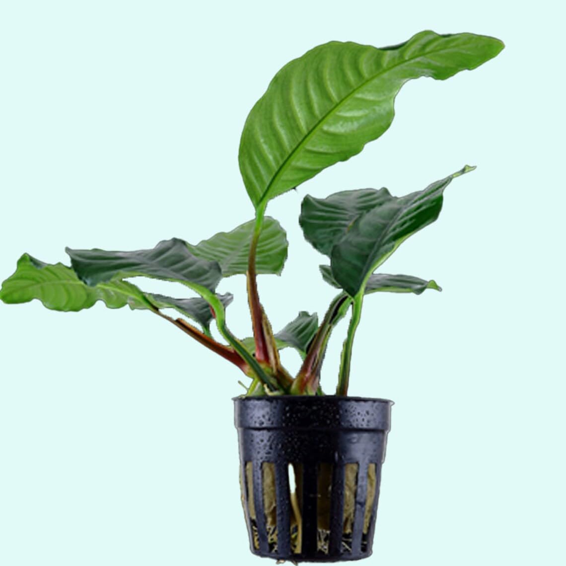 PREMIER PLANTS Anubias Barteri Coffeefolia with Pot Live Aquarium Plants Freshwate