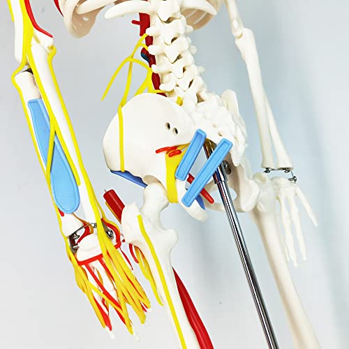 Image of EVOTECH SCIENTIFIC Mini Human Skeleton Model for Anatomy, 33.5'' 1 /2 Life Size Human Skeleton Model with Nerves Veins Arteries Heart Removable Arms Legs and Stand for Medical Anatomical Study Display
