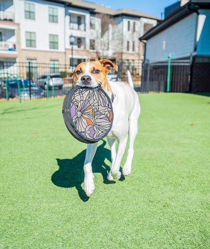 OllyDog Flyer Disc, Dog Frisbee, Lightweight and Floating, Dog Toys Interactive, Dog Stuff, Gentle on Teeth and Gums (Bloom) OllyDog Flyer Disc, Dog Frisbee, Lightweight and Floating, Dog Toys Interactive, Dog Stuff, Gentle on Teeth and Gums (Bloom)