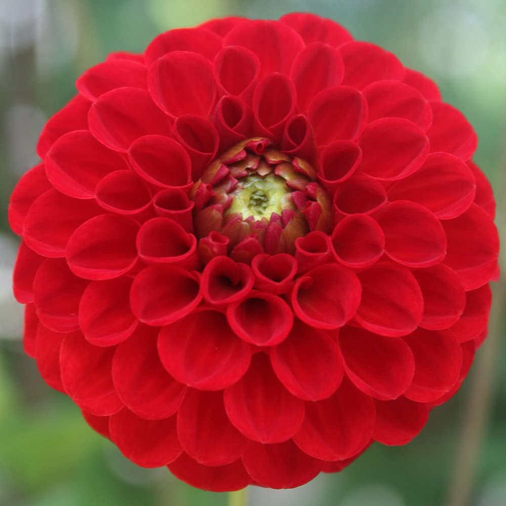 Votaniki Red Cap Dahlia Bulbs for Plant - Large Blooms, Perennial Red Dahlia Flowering Bulbs - Easy to Grow, Perfect for Cut (1 Pack)