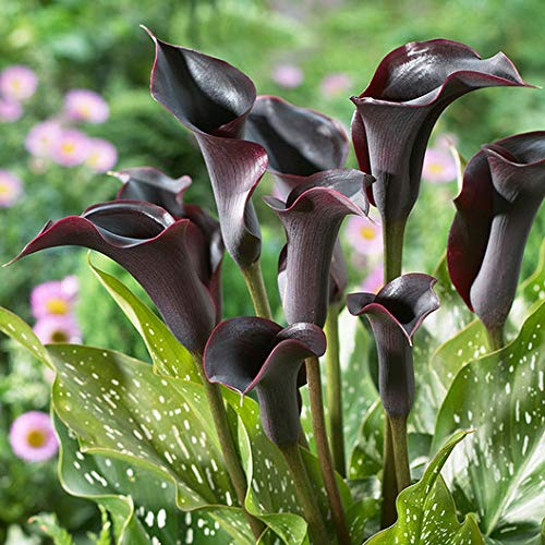 Imported Calla Lilly Black Flower Bulbs Easy Growing For Home And Garden Bucket (Pack Of 3 Flower Bulbs)-image-38