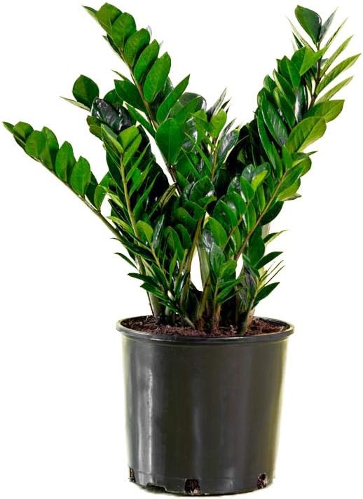 Amazon Com American Plant Exchange Zz Zanzibar Gem Live Plant 6 Pot Indoor Outdoor Air Purifier Sports Outdoors