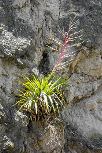 yqzTillandsia Secunda `WAEZN_傫`WA^큟q10 [sAi]