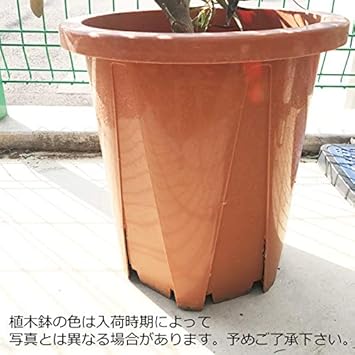 Amazon オリーブの木 10号 大鉢 大型 インテリア 庭木 鉢植え ガーデニング インテリア 観葉植物 大サイズ 本物 10号 観葉植物 オンライン通販 Amazon オリーブの木 10号 大鉢 大型 インテリア 庭木 鉢植え ガーデニング インテリア 観葉植物 大サイズ 本物 10号 観葉植物 オンライン通販