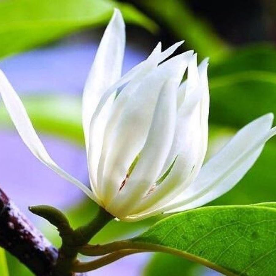 Image of White Swarna Champa - All-Time Blooming Hybrid Plant (Michelia Champaca) | Sonchapa, Hirwa Chafa, Sarna Chapa | Pack of 1 Live Plant inch