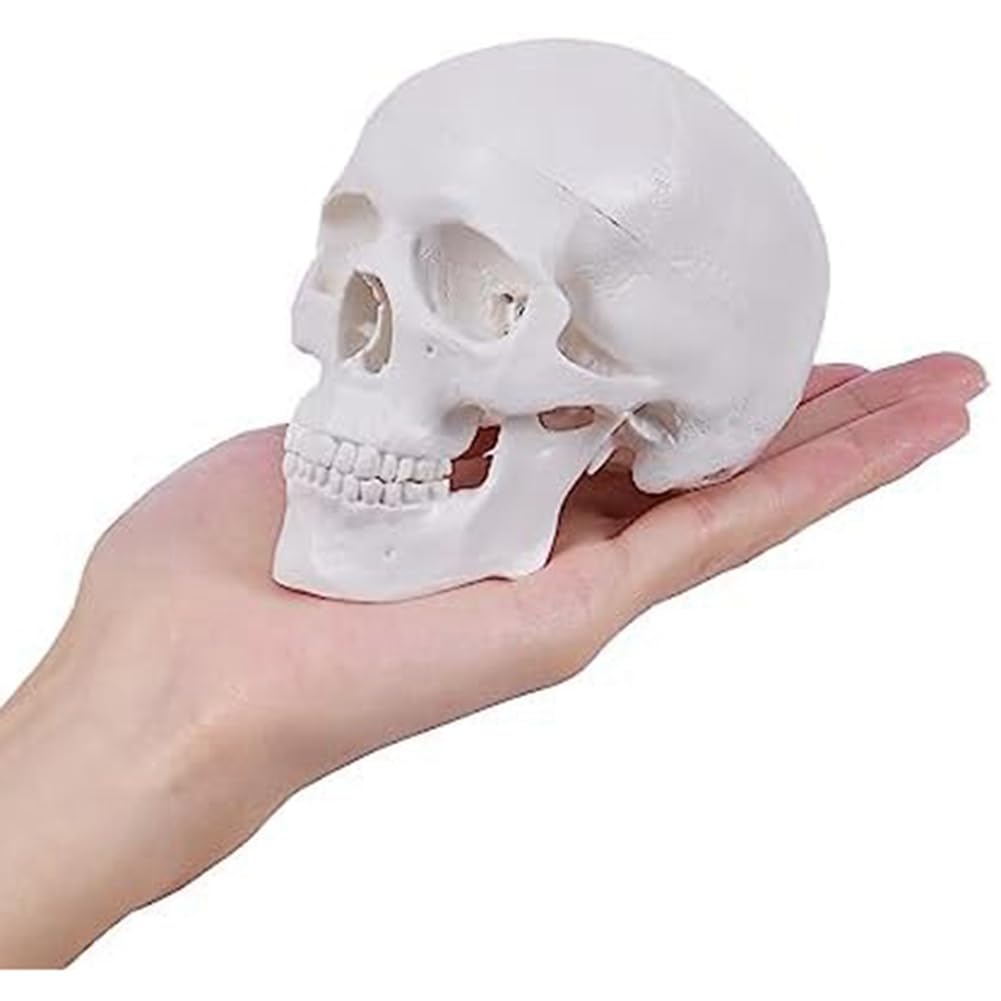 Mini Modelo de CráNeo Humano, Modelo de CráNeo AnatóMico de 3 Partes con Tapa de CráNeo ExtraíBle y MandíBula Articulada