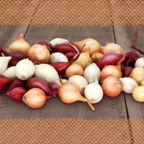 FLORTUS – Wintersteckzwiebel Disco-Mix 500 g Netz zertifiziertes Pflanzgut – Zwiebelgröße 8-21 mm, für den Anbau von gelben, weißen und roten aromatischen Zwiebeln – Ideal für Garten & Hochbeet