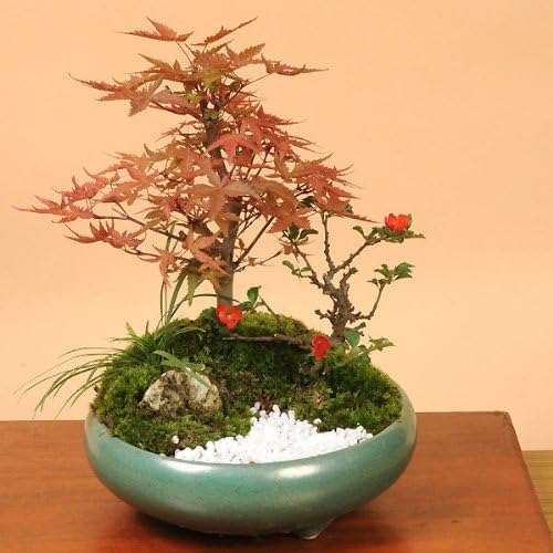 Amazon 寄せ植え 出猩々もみじ寄せ盆栽 Bonsai 盆栽