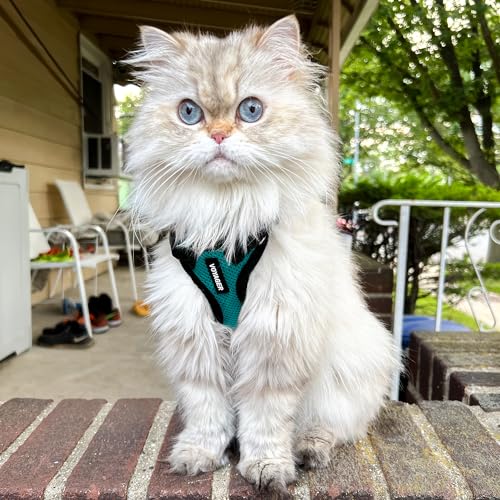 Image of Voyager Escape-Proof Step-in Lock Cat Harness & 5ft Neoprene-Handle Leash Set All-Weather Mesh with Reflective Stitching for Small to Large Cats by Best Pet Supplies, Turquoise /Black Trim, XXXS