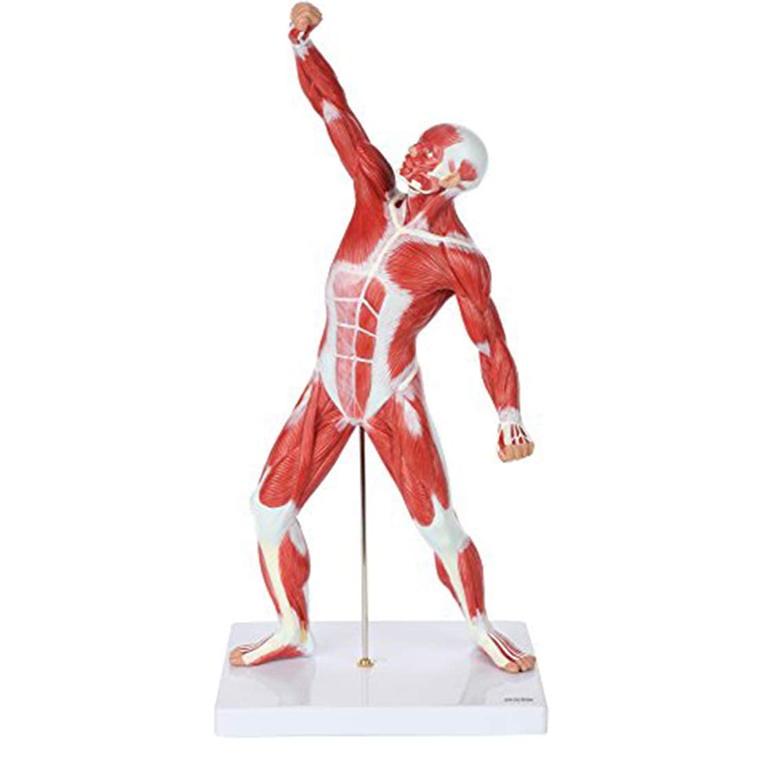 Buy Scientific Miniature Muscular System Model, 20" Human Muscles Model