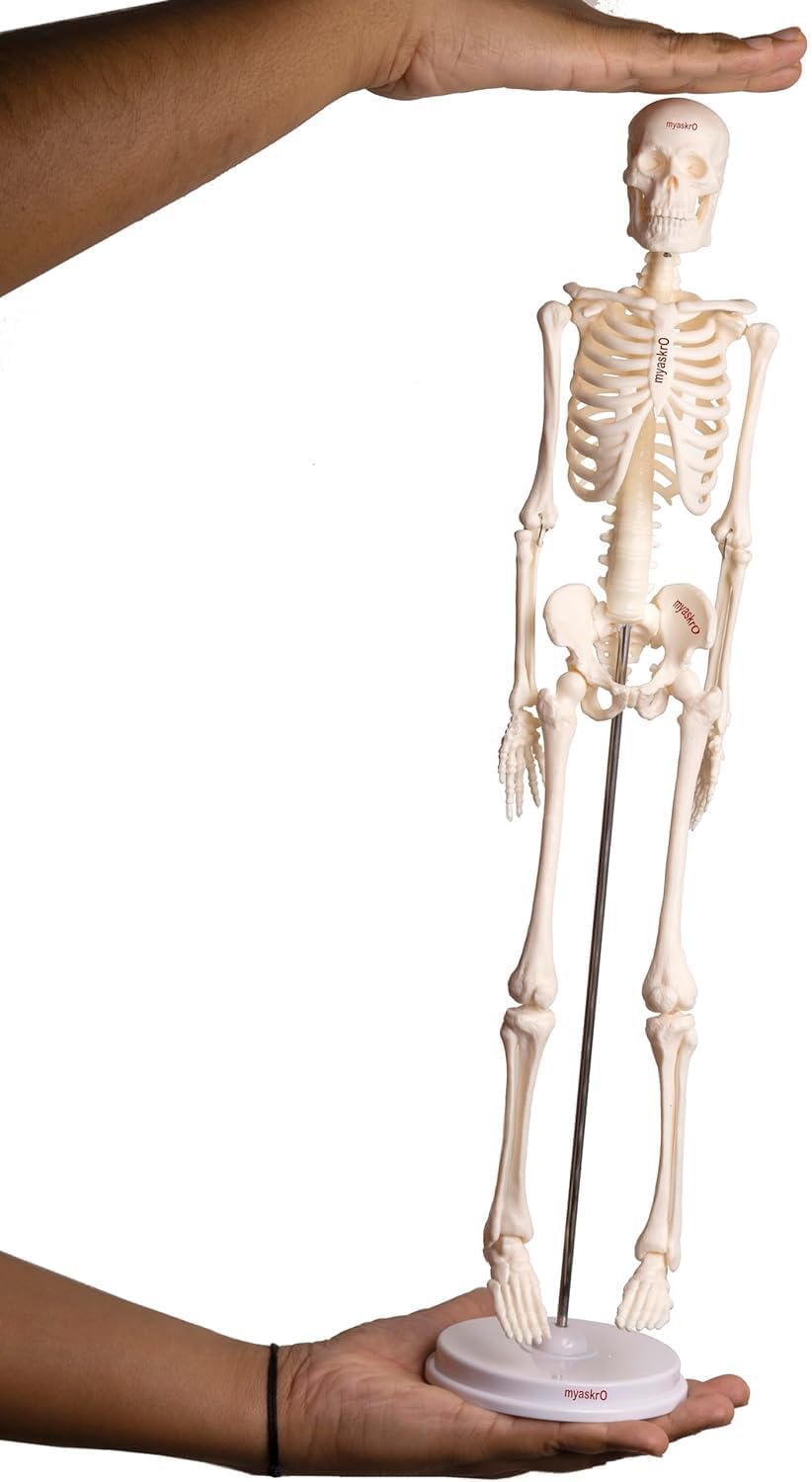 17 Inches Tall Mini Human Skeleton Model - | Small Size | For Kids & School Level Education Only