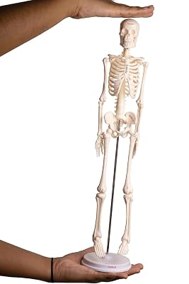MYASKRO 17 Inches Tall Mini Human Skeleton Model - | Small Size | For Kids & School Level Education Only