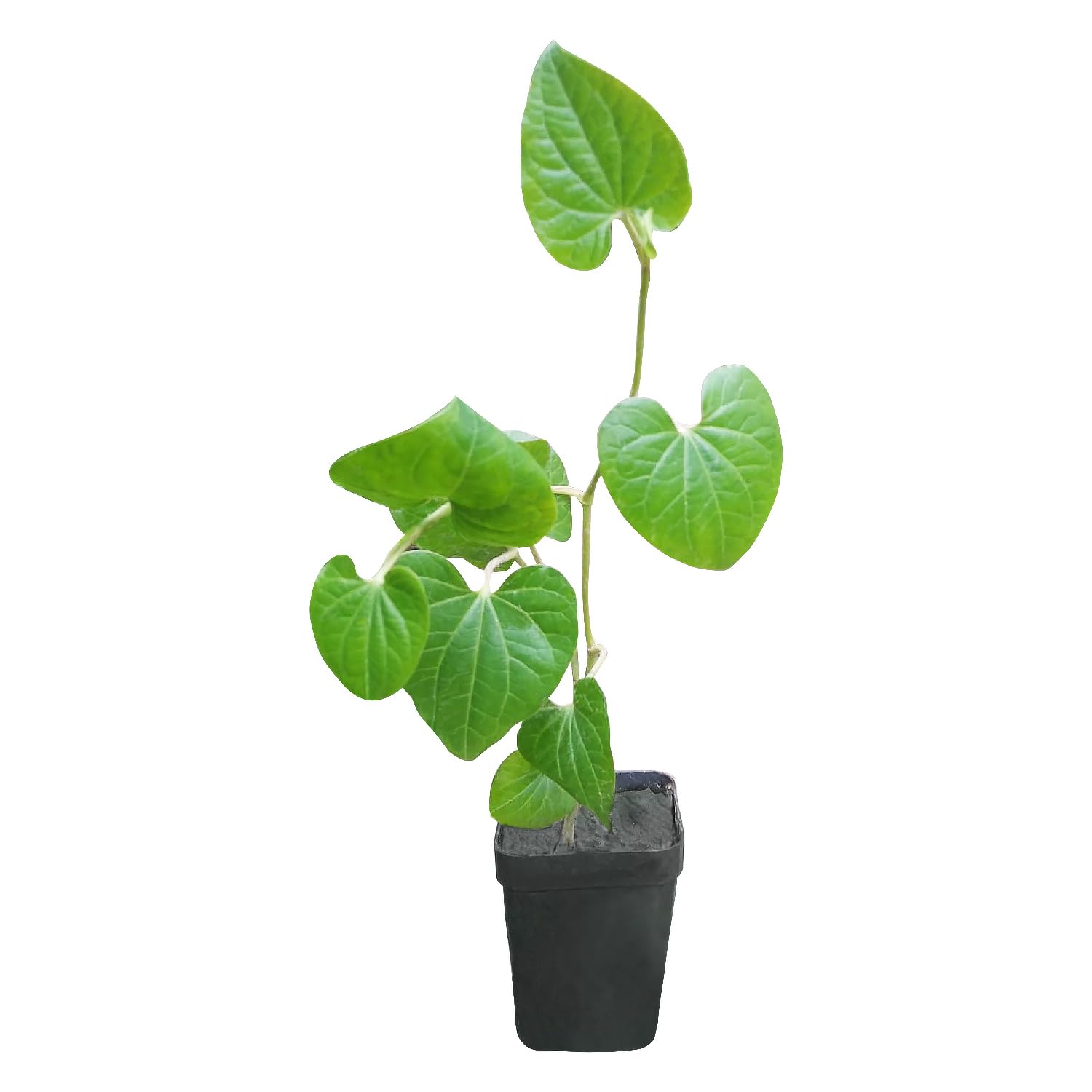 Gachwala Giloy Plant (Tinospora cordifolia) | Gulanch Medicinal Plant |  Herbal Natural Plant Gurcha : Amazon.in: Garden & Outdoors