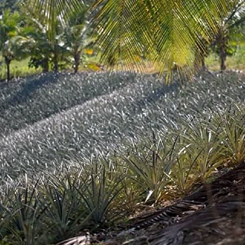 This Past Christmas Was A Good Season For Farmers In Trinidad And Tobago