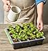 Burpee SuperSeed Seed Starting Tray | 16 XL Cell | Reusable & Dishwasher Safe | for Starting Vegetable Seeds, Flower Seeds & Herb Seeds | Indoor Grow Kit for Deep-Rooted Seedlings, Green
