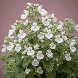 Classy Groundcovers: Lesser Calamint 'Montrose White', 1-Gallon Pot