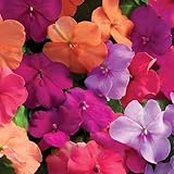 Mixed Impatiens Seeds for Planting - 500 Balsamina Balsam Camellia Impatiens Seeds Annual Flowers for Planting