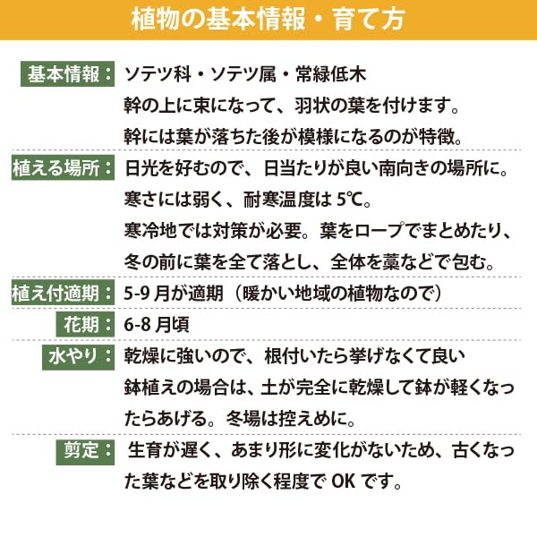Amazon｜［生産者直送］ソテツ 樹高約30cm 鉢植え 人気 常緑低木 南国