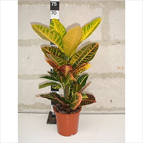 Codiaeum VAR. Petra Houseplant in 17cm Pot. Approx 50-55cm Tall