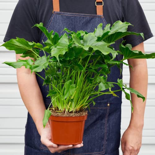 HOUSE PLANT SHOP |Philodendron 'Little Hope' - 6" Pot | Live Indoor Plant | Easy to Care | Natural Décor Plant | Great Gifts| Free Care Guide