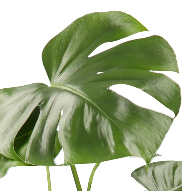 4er-Set, Monstera & Dieffenbachia & Spathiphyllum & Areca, 40-45cm, 12er Topf, Pflanzen für Wohnung und Büro, Qualität vom Pflanzen Profi, Schneller und Kostenloser Pflanzenversand, Raumbegrünung - Image 6