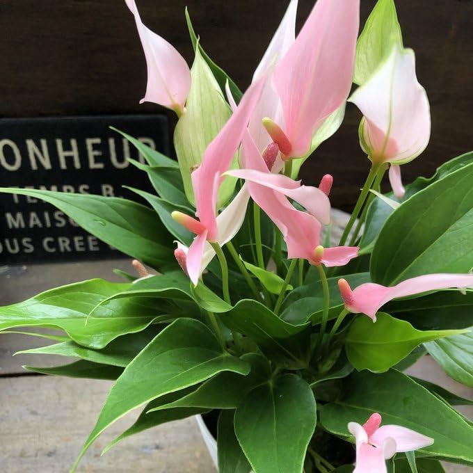 熱帯植物‼️激レア‼️アンスリウム　ルテリー アンスリウム・レガレ / Anthurium Regale㉒│観葉植物