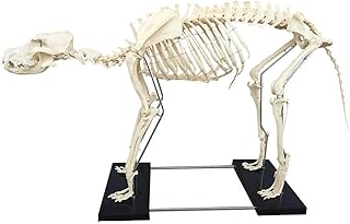 Skeleton Model, Dog Canine Skeleton, Animal Anatomical Model Dog Skeleton Anatomy - for Veterinary Teaching Demonstration Tool Human Biology Teaching