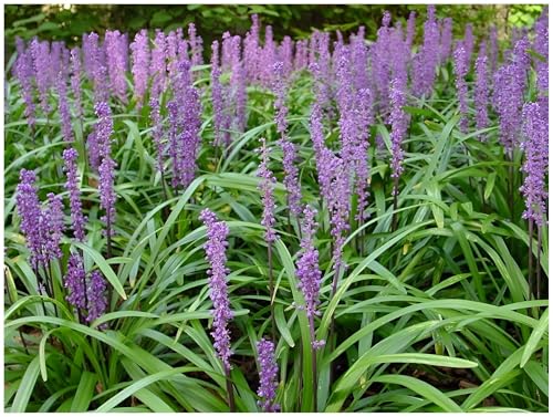 Stauden Gänge 10 x Liriope muscari 'Big Blue' im 1 Liter Topf (Ziergras/Staude/Winterhart/Mehrjährig/Stauden/Immergrün) Lilientraube - Tiefblaues Leuchten für schattige Plätze - Schönheit