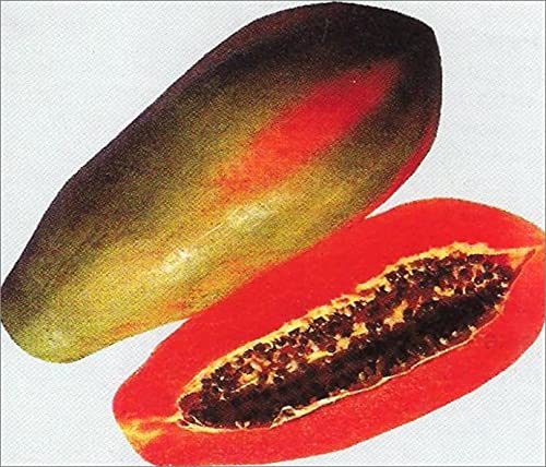 Royal Paradise Garden Rare Papaya Fruit Seed"Long" Exotic 15 Fruit seeds for Growing (B094C4X3SB) Amazon Price History, Amazon Price Tracker